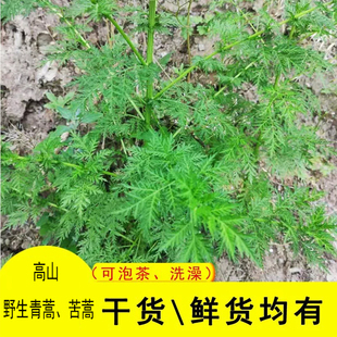 新鲜青蒿野生现采苦蒿药材青蒿苗黄蒿香蒿苦蒿臭蒿驱蚊茶儿童泡澡