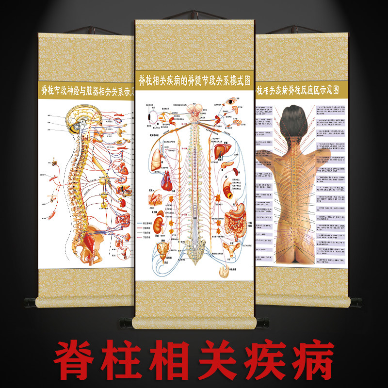 人体脊柱节段神经器脏相关疾病示意图脊髓节段关系模式图中医挂图
