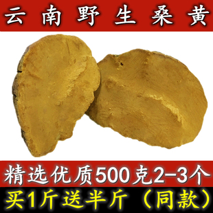 桑树桑黄天然野生灵芝500g整个 云南野生桑黄 特级桑黄免费切片