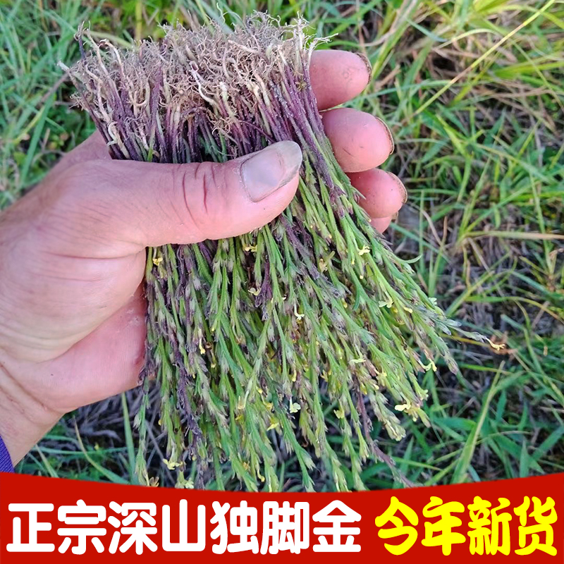 独脚金疳积草短株整棵煲汤干货