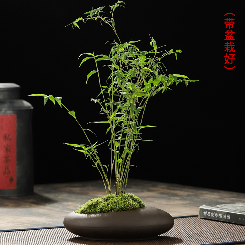 米竹室内净化空气带盆栽好