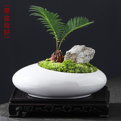 铁树室内摆件带盆载好