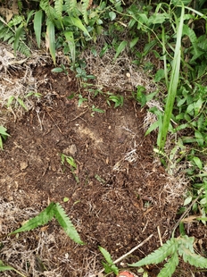 贵州黔东南锦黎农家优质腐殖质土兰花石斛多肉专用土松针土包邮