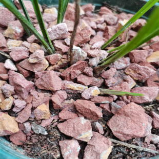 贵州锦黎农家兰花植料风化石种石斛丹霞石铺面石头红土多肉大颗粒