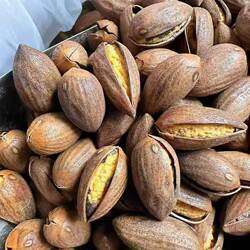 新货特好剥开口香榧枫桥香榧浙江诸暨特产原味坚果零食炒货