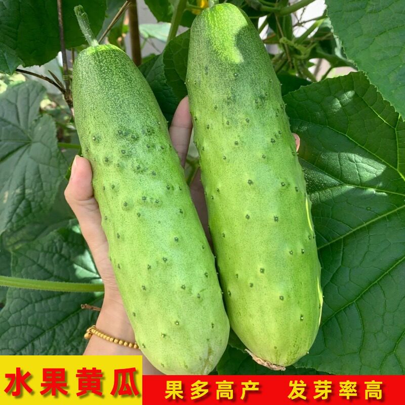 水果黄瓜种子春秋播老品种摘不败旱青瓜阳台盆栽四季蔬菜种孑大全