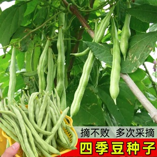 无筋架豆王种子早熟高产四季豆农家老品豆角芸豆庭院蔬菜种子大全