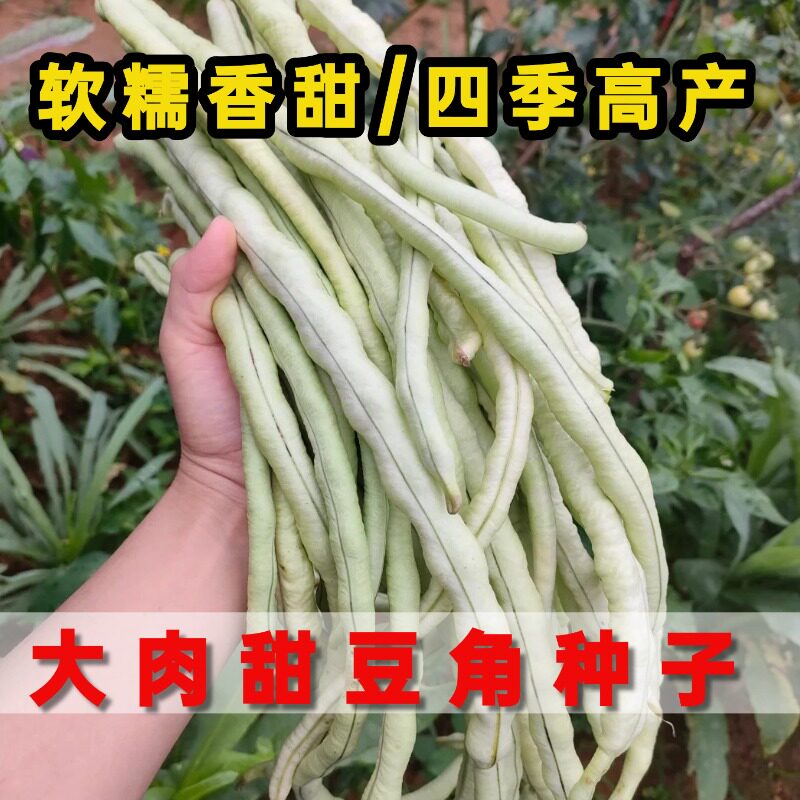 大肉糯米甜豆角种子四季高产厚肉白胖豇豆农家庭院蔬菜种籽大全春