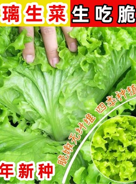 散叶四季生菜种子耐寒老品种可生吃脆甜玻璃生菜速生阳台蔬菜种籽