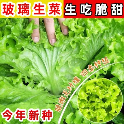 散叶四季生菜种子耐寒老品种可生吃脆甜玻璃生菜速生阳台蔬菜种籽