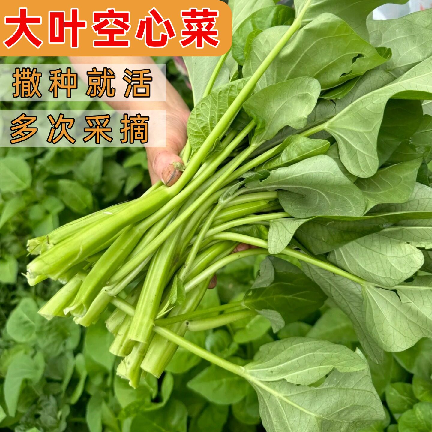 青梗大叶空心菜种子本地爬藤蕹菜