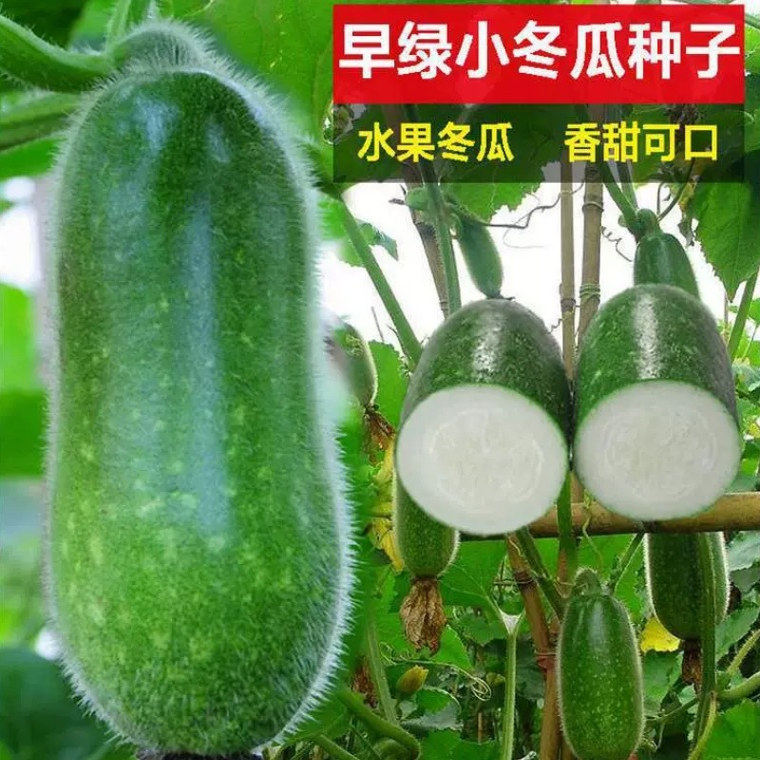 四季青皮满地爬小冬瓜种子早熟老品种精品小型冬瓜种籽迷你毛节瓜