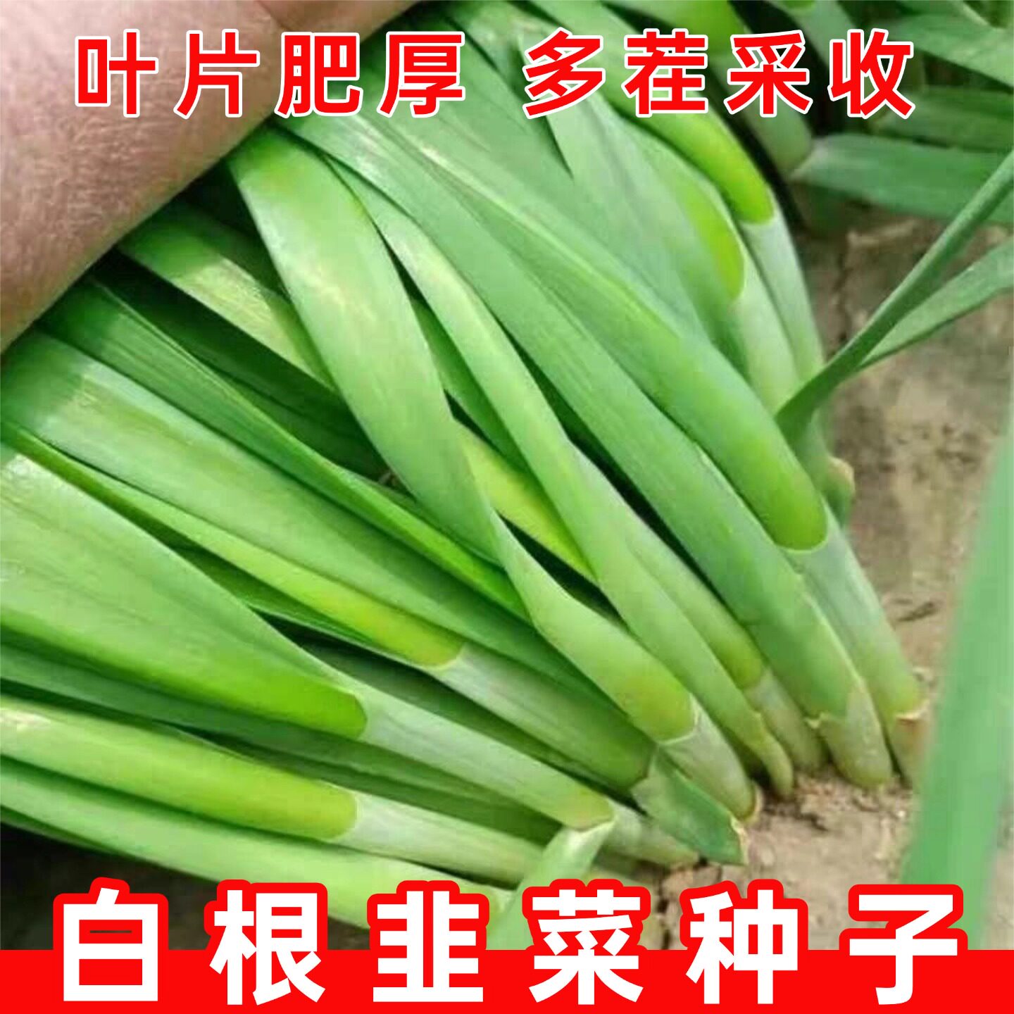 大叶韭菜种子宽叶九菜阳台盆栽蔬菜孑耐寒持续采摘四季韭菜种籽