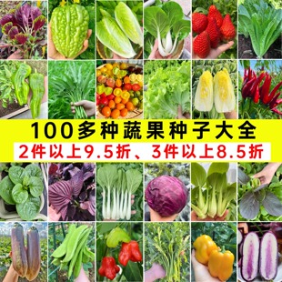 蔬菜种子四季 阳台盆栽菜种籽大全葱香菜萝卜籽种瓜果生菜白菜种孑