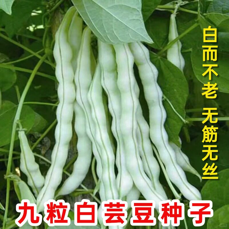 高产九粒白芸豆种子农家早熟五寸四季豆老品无筋厚肉豆角蔬菜种籽