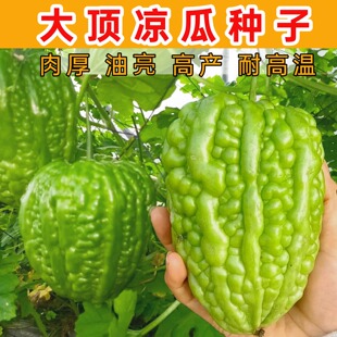 特大大顶苦瓜种子高产量早熟苹果苦瓜厚肉杜阮凉瓜春夏农家蔬菜籽