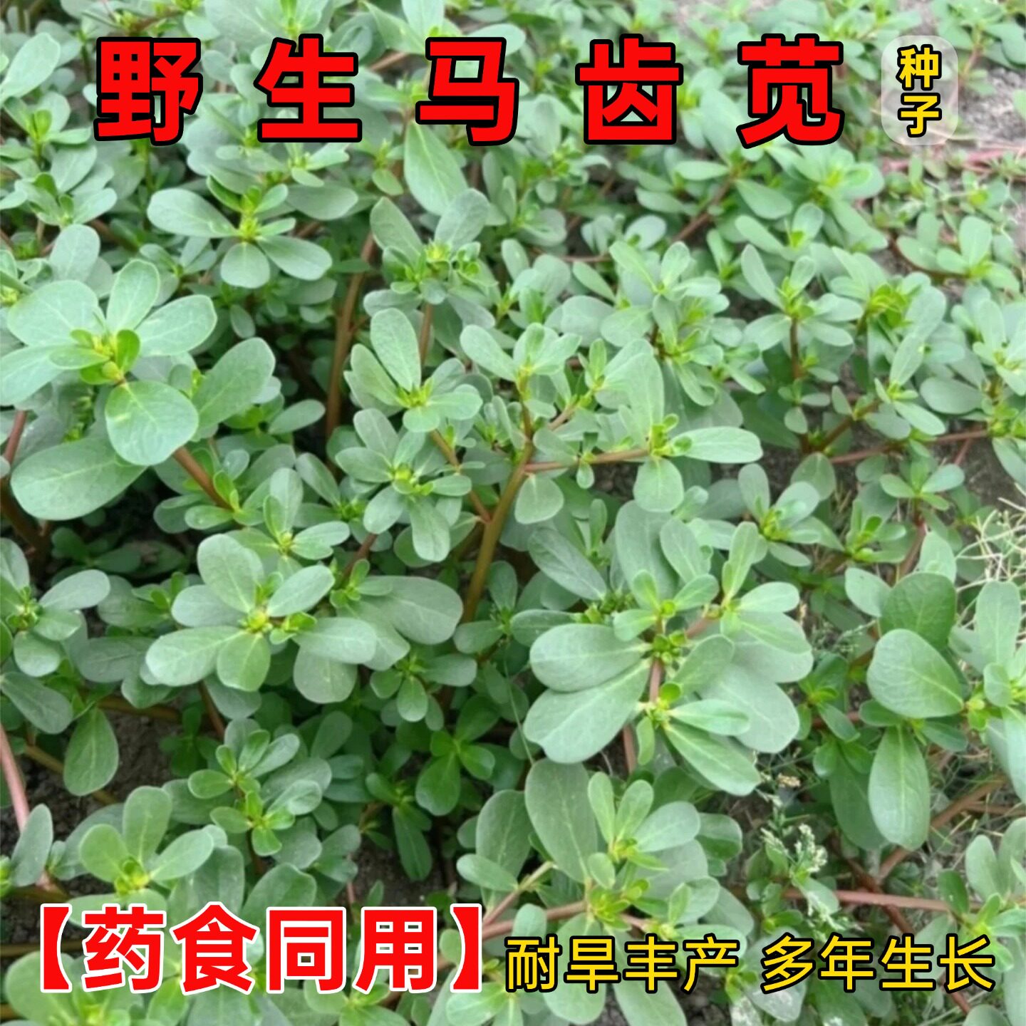 食用马齿苋种子野生药食同用大叶长寿菜种籽庭院阳台四季蔬菜种子