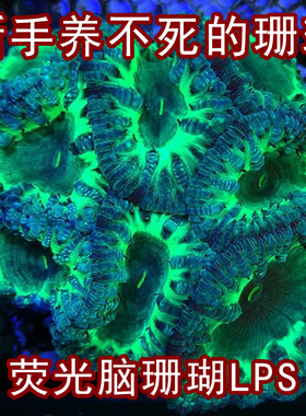 荧光脑珊瑚海缸新手好养LPS包邮包损绿色纽扣格子脑海水生物皮实