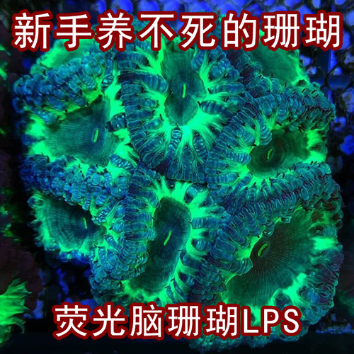 荧光脑珊瑚海缸新手好养