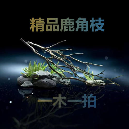 鹿角枝南美溪流树枝原生缸造景