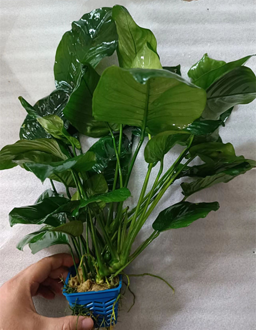 阴性草造景新手水草水族大水榕