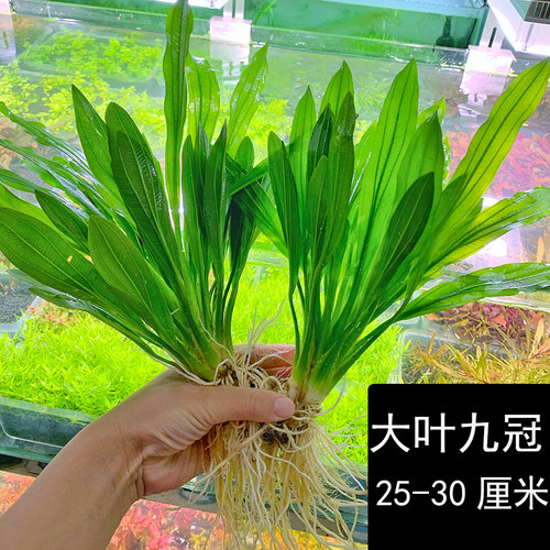 绿九冠迷你乌拉圭新手水草阴性草