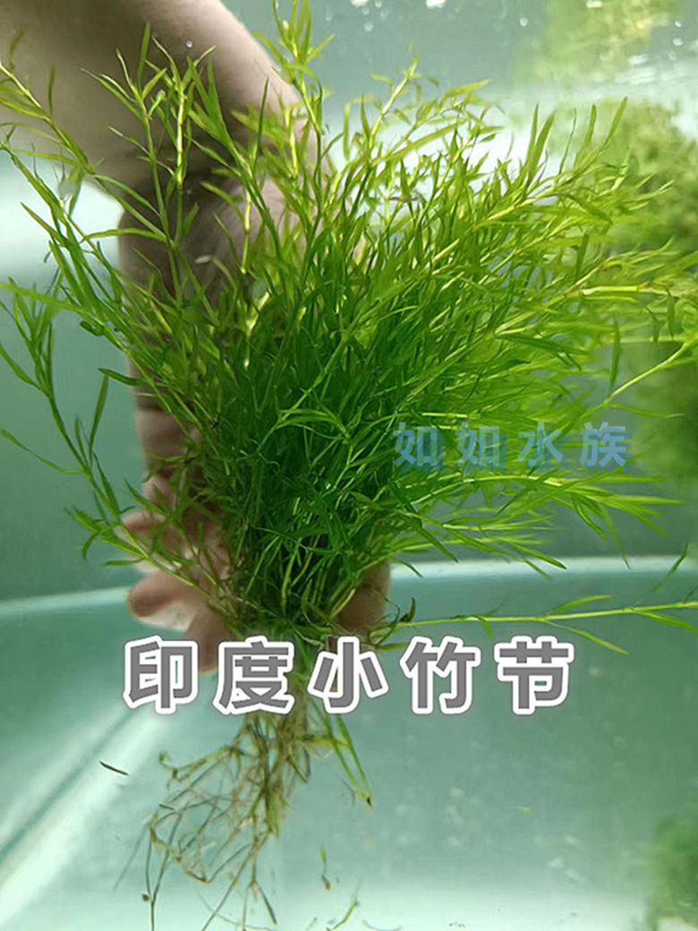 印度小竹节阴性小竹节水草竹节草