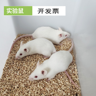 实验小白鼠c57balb/c昆明鼠icr小鼠SD大鼠小黑鼠SPF级可开票