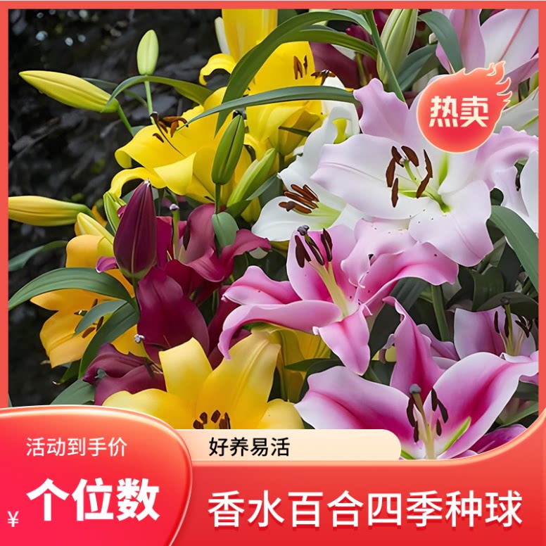 进口香水百合种球带芽开花室内外阳台盆栽花卉绿植物室内好养活