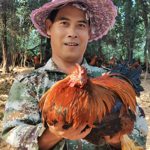 广西正宗土鸡农家散养阉鸡老鸡走地腌鸡跑山红公鸡大家鸡放养农村