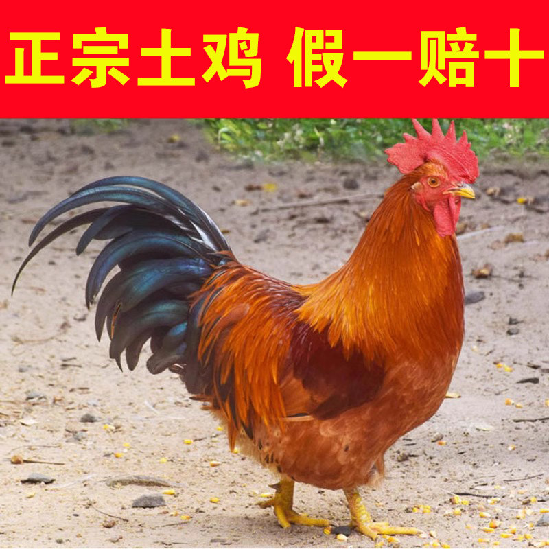 广西正宗大土鸡农家散养阉鸡老鸡走地鸡跑山红公鸡放养三黄鸡农村