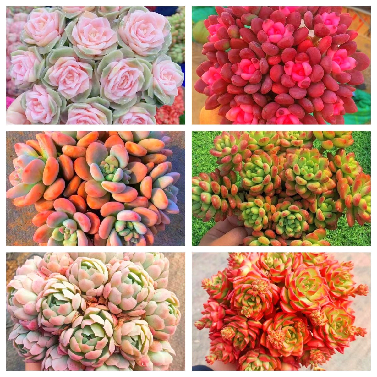 MS 多肉满满一大箱，6个带盆土，好看好养云南基地发。,鲜花速递/花卉仿真/绿植园艺,多肉植物,淘宝优惠券,粉丝福利购,淘宝优惠卷