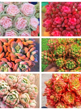 MS 多肉满满一大箱，6个带盆土，好看好养云南基地发。