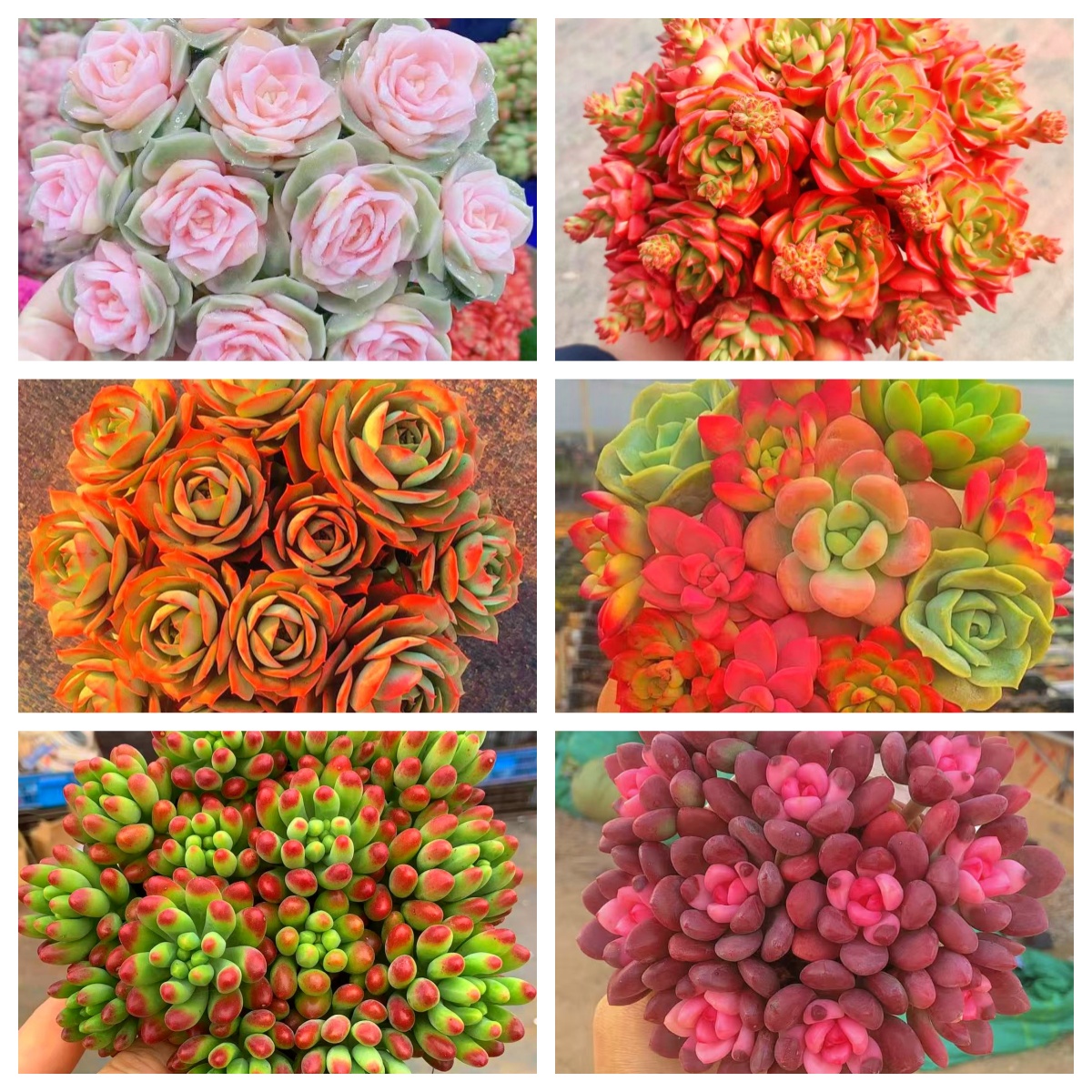 MS满满一大箱，全部挑好的发，6个带盆土，云南基地发。