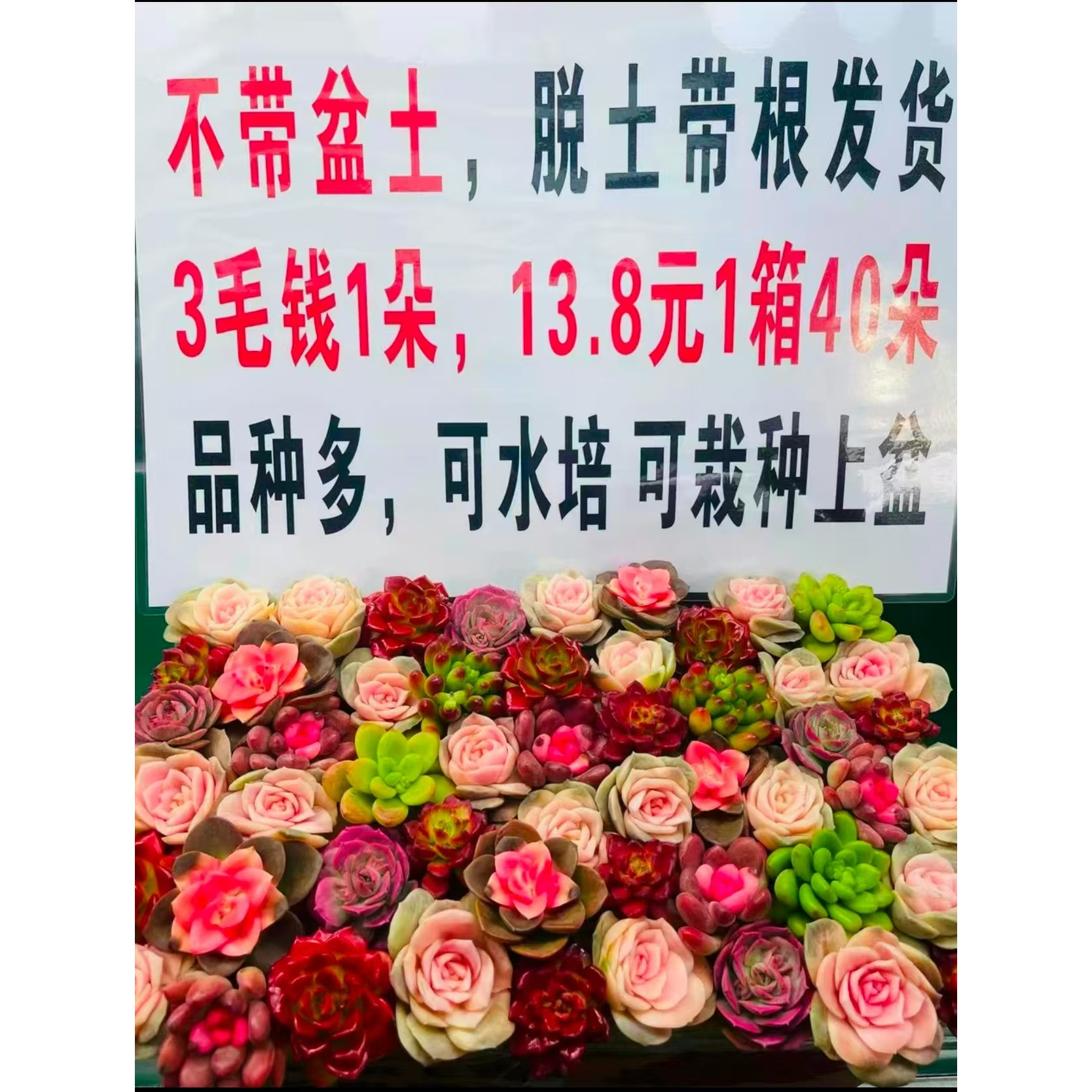 MS满满一大箱精品多肉 4个不同品种 好种好养 适合新手,鲜花速递/花卉仿真/绿植园艺,多肉植物,淘宝优惠券,粉丝福利购,淘宝优惠卷