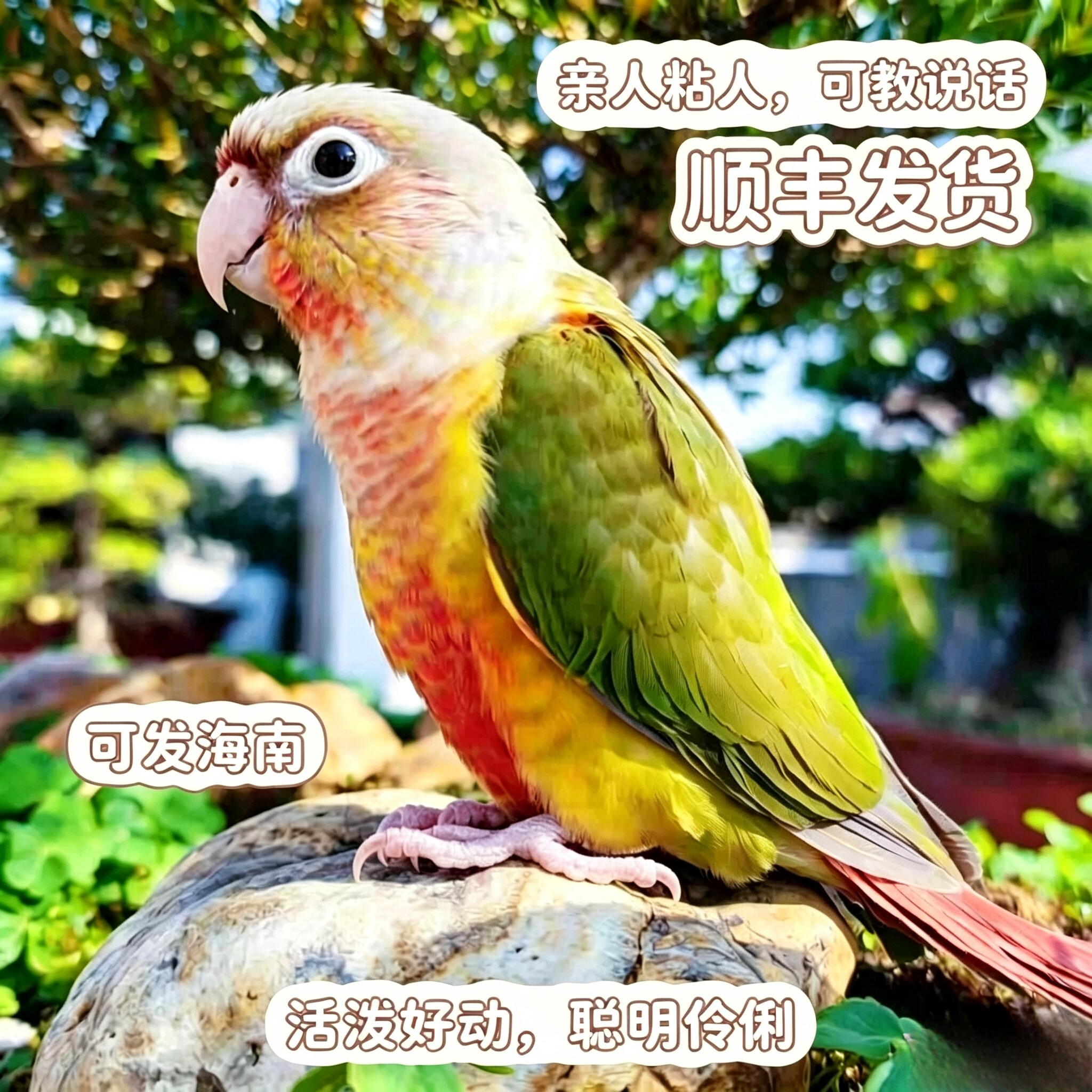 小太阳凤梨绿颊黄边肉桂鹦鹉活体鸟