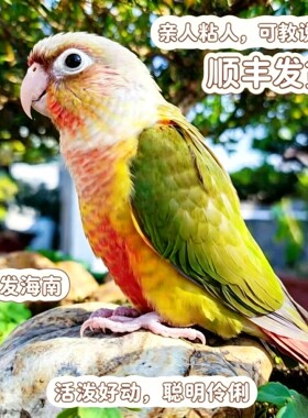 小太阳凤梨绿颊黄边肉桂鹦鹉活体宠物会说话手养亲人