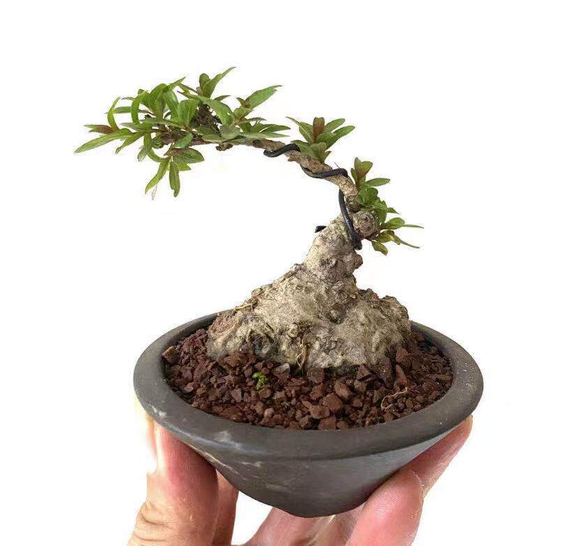 水杨梅盆景盆栽微盆景成活率高合适室内栽种可水培土培开花结果