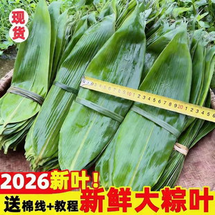 粽叶新鲜现摘野生箬竹叶精选现摘粽叶箬叶大号野生粽子叶新粽叶