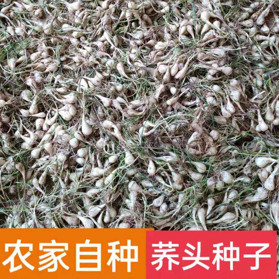 荞头种子新鲜江西自种荞头腌制时其它