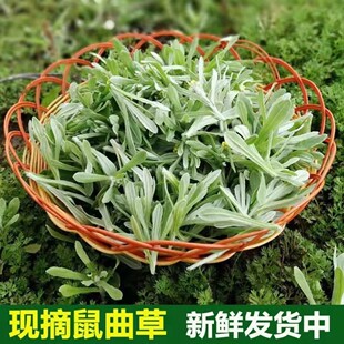 新鲜鼠曲草食用野生田艾鼠鞠棉菜水萩菠菠清明草蒿蒿青团清明草」