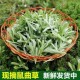 新鲜鼠曲草食用野生田艾鼠鞠棉菜水萩菠菠清明草蒿蒿青团清明草」