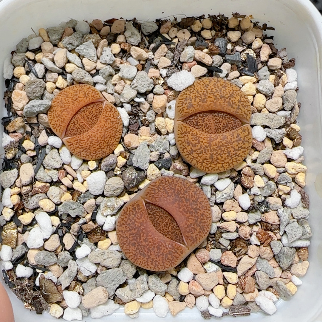 84号 橘子皮 带盆发 C141,鲜花速递/花卉仿真/绿植园艺,多肉植物,淘宝优惠券,粉丝福利购,淘宝优惠卷