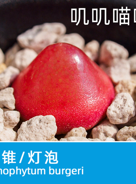 美国MESA肉锥灯泡种子 多肉植物种子【叽叽喵喵多肉种子】