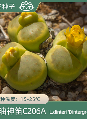 奶油神笛玉绿神笛玉C206A【叽叽喵喵多肉种子】