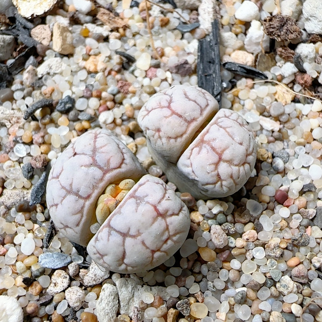 354号 C188 双头母本 缺水 带盆发