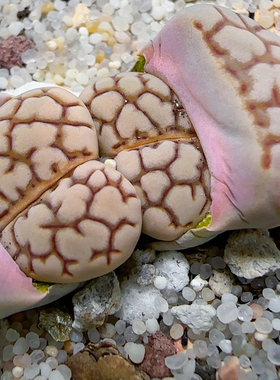 49号 网纹寿丽玉 带盆发