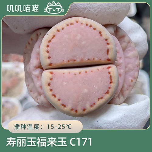 阳台易上手生石花种子