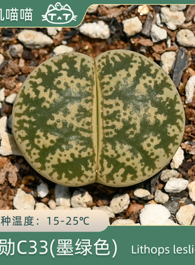 紫勋C33美国MESA1637 墨绿色雪花纹 绿植【叽叽喵喵多肉种子】