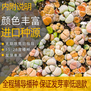 包邮高端多彩pp生石花混合种子发芽率高【叽叽喵喵多肉种子】